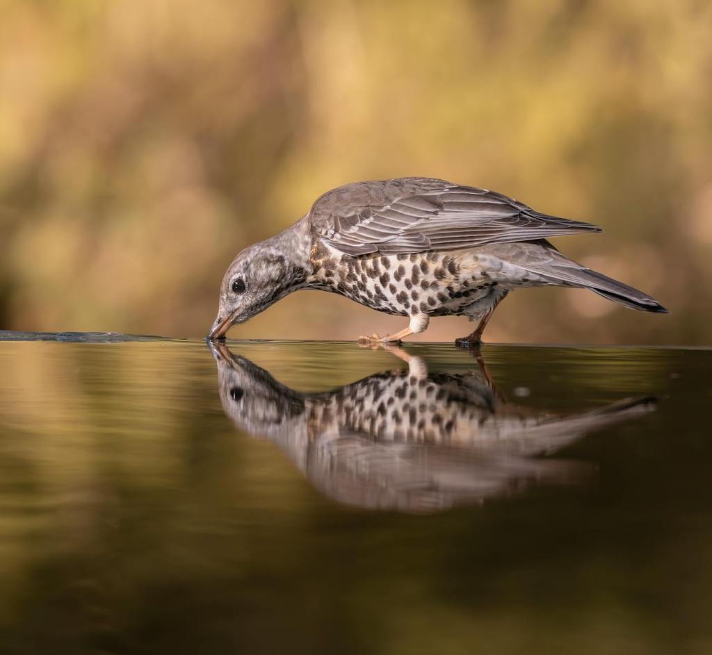 په ځان کې&nbsp;ورک